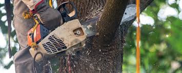 Best Tree Health Inspection  in Eldorado, TX