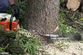 How Our Tree Care Process Works  in  Eldorado, TX