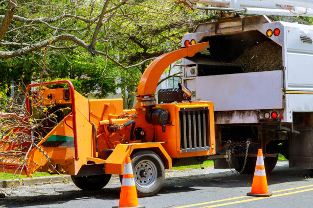 Best Tree Risk Assessment  in Eldorado, TX
