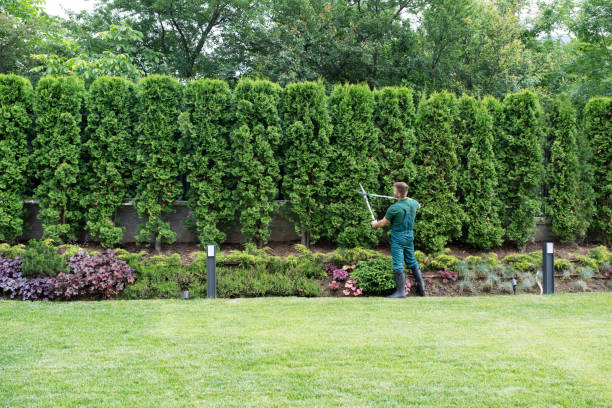 Best Lawn Maintenance Plans  in Eldorado, TX
