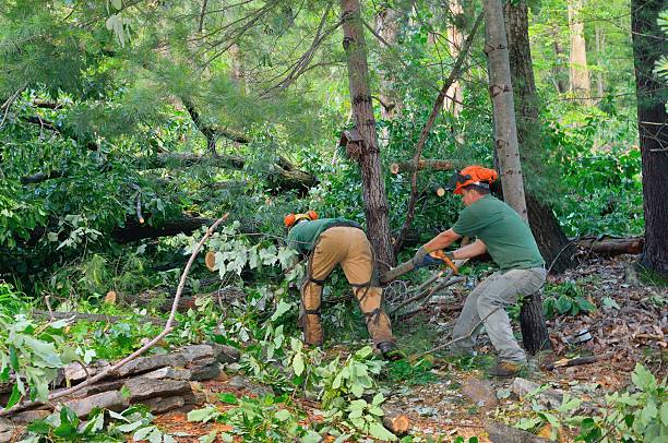 Trusted Eldorado, TX Tree Services Experts