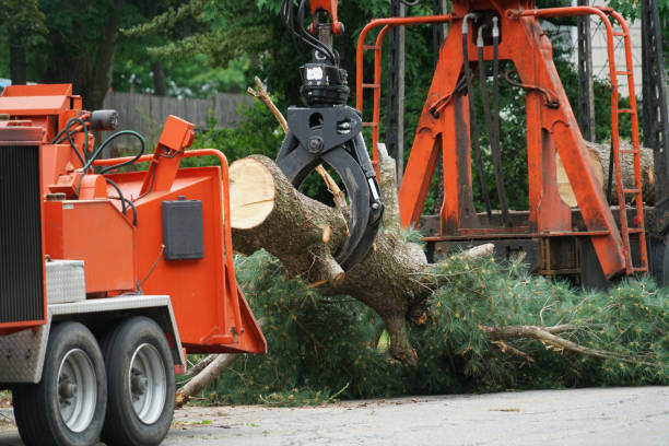 How Our Tree Care Process Works  in  Eldorado, TX