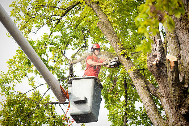 Best Fruit Tree Pruning  in Eldorado, TX