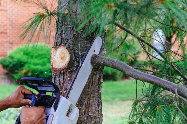 Leaf Removal in Eldorado, TX